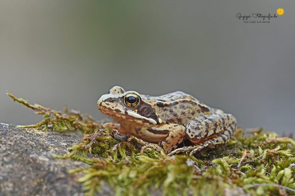 Grasfrosch (Rana temporaria)