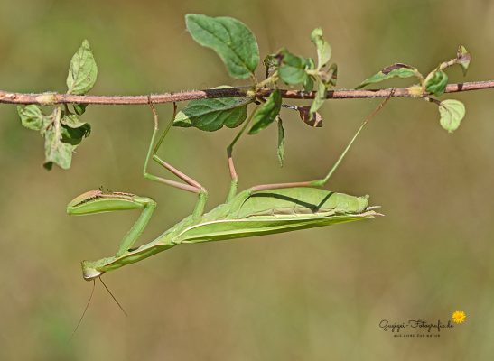 Gottesanbeterin (Mantis religiosa)