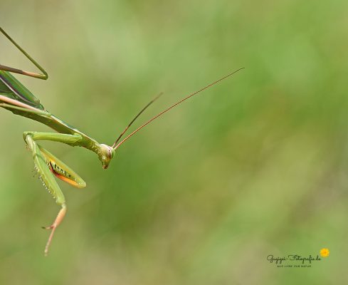 Gottesanbeterin (Mantis religiosa)