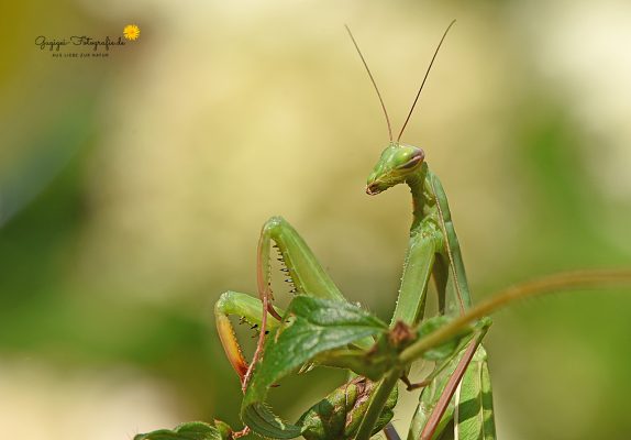 Gottesanbeterin (Mantis religiosa)