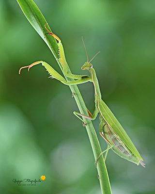 Gottesanbeterin (Mantis religiosa)