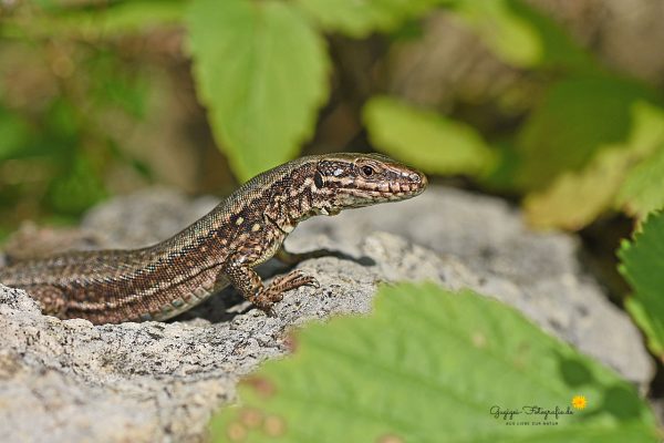 Mauereidechse (Podarcis muralis)