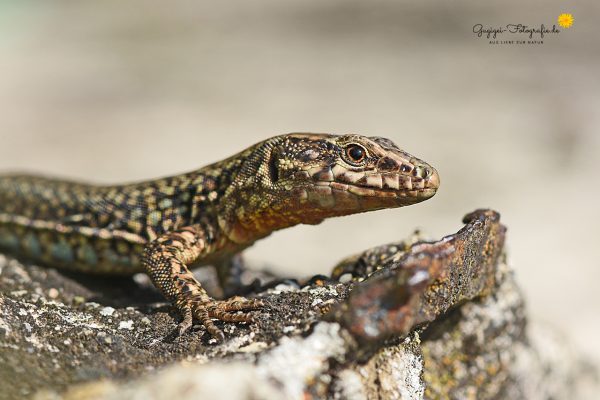 Mauereidechse (Podarcis muralis)