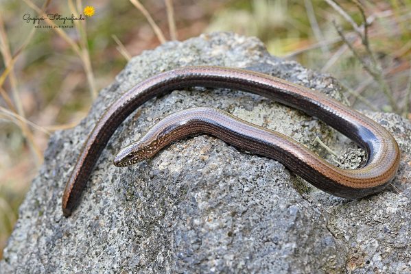 Blindschleiche (Anguis fragilis)