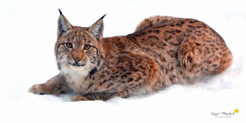 Luchs (Lynx lynx)
