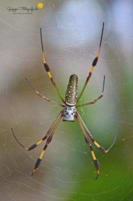Goldene Seidenspinne (Nephila clavipes)