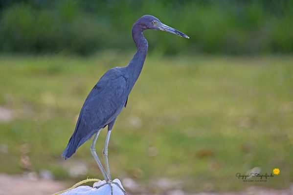 Blaureiher (Egretta caerulea)