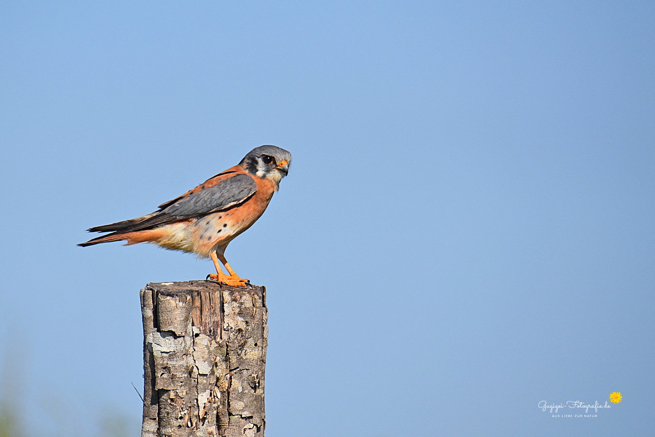 Buntfalke (Falco sparverius) – Männchen