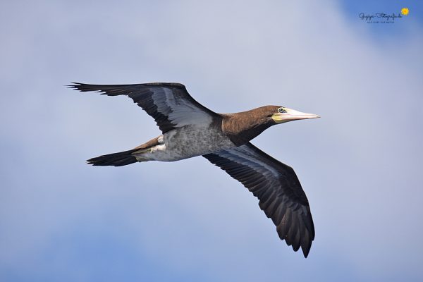 Brauntölpel (Sula leucogaster)