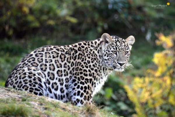 Schneeleopard (Panthera uncia)