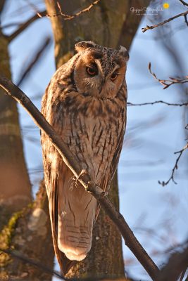 Waldohreule (Asio otus)