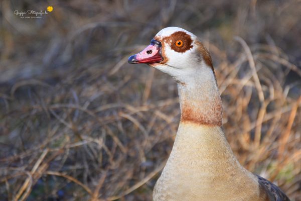 Nilgans (Alopochen aegyptiaca)