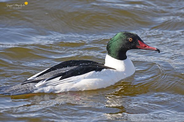 Gänsesäger (Mergus merganser)