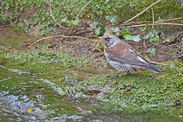 Wacholderdrossel (Turdus pilaris)