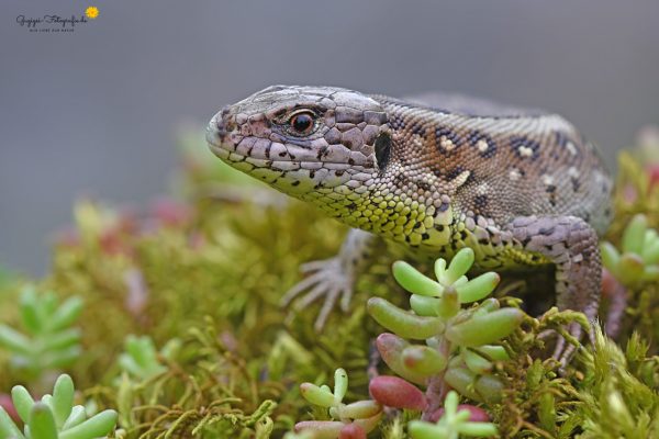 Zauneidechse (Lacerta agilis)