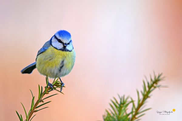 Blaumeise (Cyanistes caeruleus)