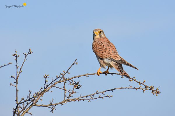 Turmfalke (Falco tinnunculus)