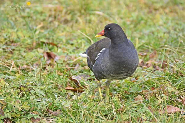 Teichralle (Gallinula chloropus)