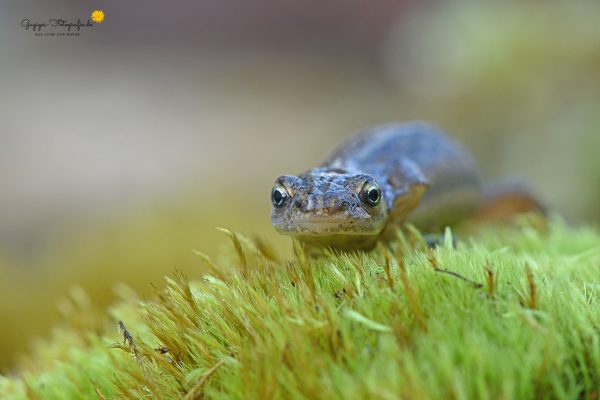 Teichmolch (Lissotriton vulgaris)