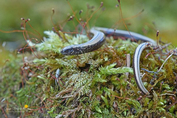 Blindschleiche (Anguis fragilis)