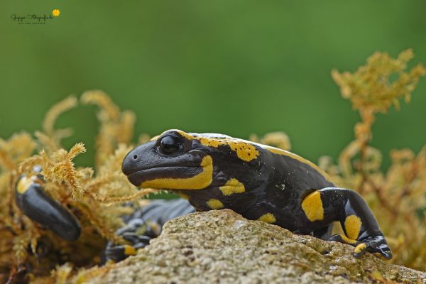 Feuersalamander