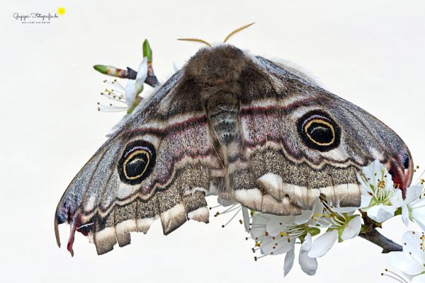 Kleines Nachtpfauenauge (Saturnia pavonia)