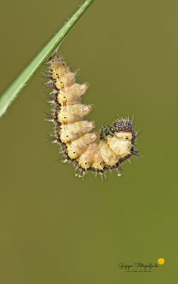 Raupe vom Kleinen Fuchs (Aglais urticae)