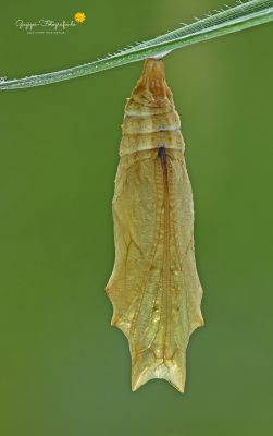 Puppe vom Kleinen Fuchs (Aglais urticae)