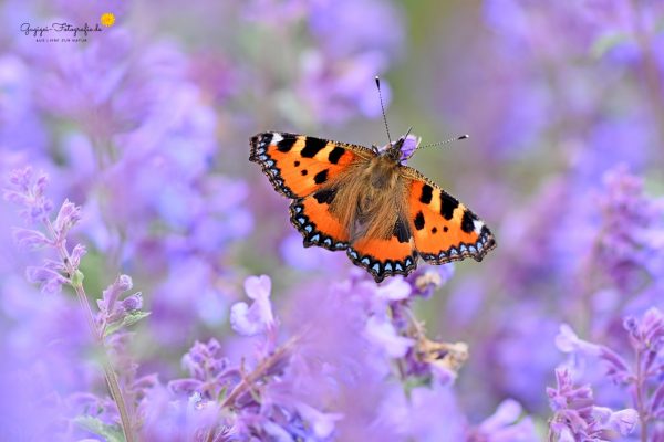 Kleiner Fuchs (Aglais urticae)
