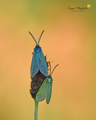 Grünwidderchen (Adscita statices)
