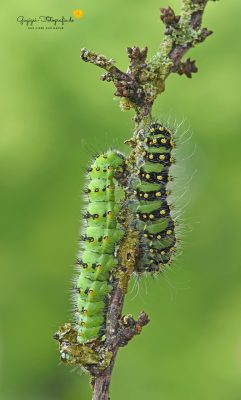 Raupen vom Kleinen Nachtpfauenauge (Saturnia pavonia)