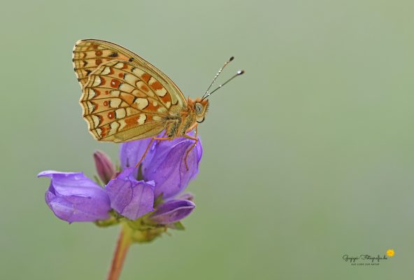Mittlerer Perlmuttfalter (Fabriciana niobe)