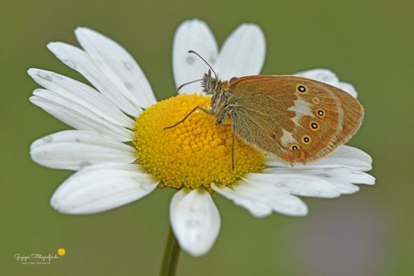 Rotbraunes Wiesenvögelchen (Coenonympha glycerion)