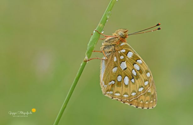 Grosser Perlmutterfalter (Argynnis aglaja)
