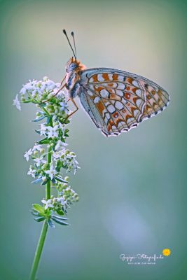 Mittlerer Perlmuttfalter (Fabriciana niobe)