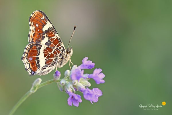 Landkärtchen (Araschnia levana)