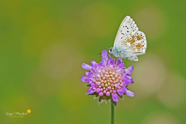 Silbergrüner Bläuling (Polyommatus coridon)