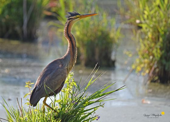 Purpurreiher (Ardea purpurea)