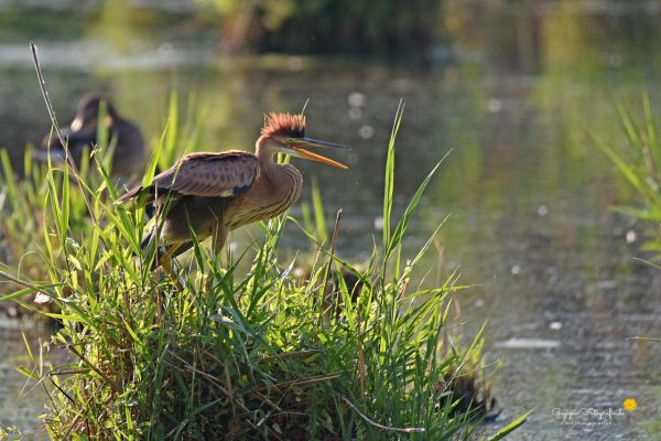 Purpurreiher (Ardea purpurea)