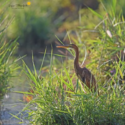 Purpurreiher (Ardea purpurea)