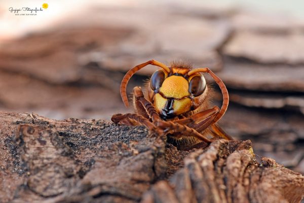 Hornisse (Vespa crabro)