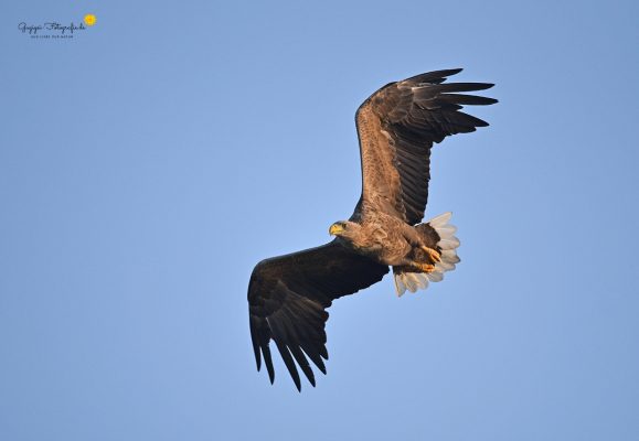 Seeadler (Haliaeetus albicilla)