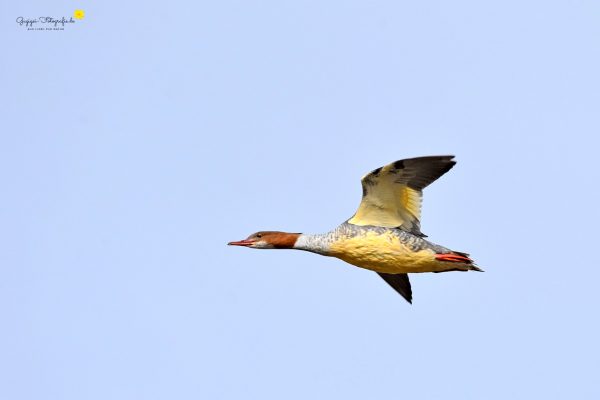 Gänsesäger (Weibchen) (mergus merganser)