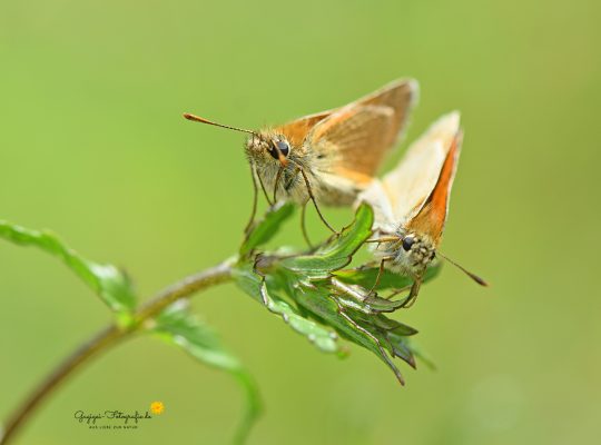 Braunkolbiger Braun-Dickkopffalter (Thymelicus sylvestris)