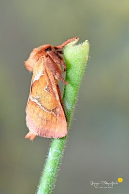 Ampfer-Wurzelbohrer (weiblich) - (Triodia sylvina)