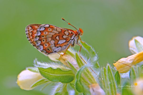 Skabiosen-Scheckenfalter (Euphydryas aurinia)