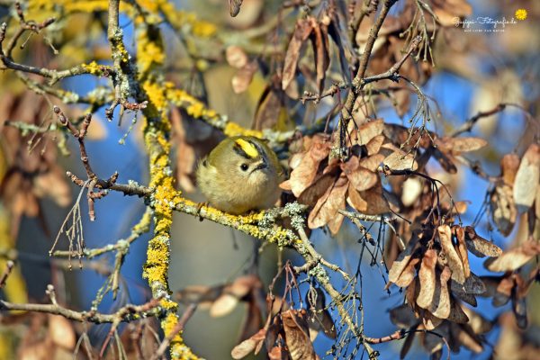 Wintergoldhähnchen