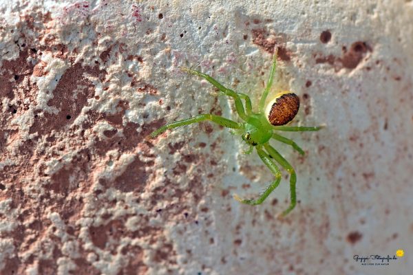 Grüne Krabbenspinne (Diaea dorsata), auch Grünbraune Krabbenspinne genannt