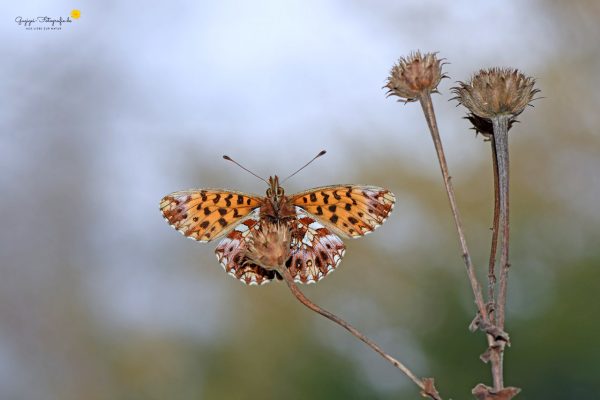 Magerrasen-Perlmuttfalter (Boloria dia)