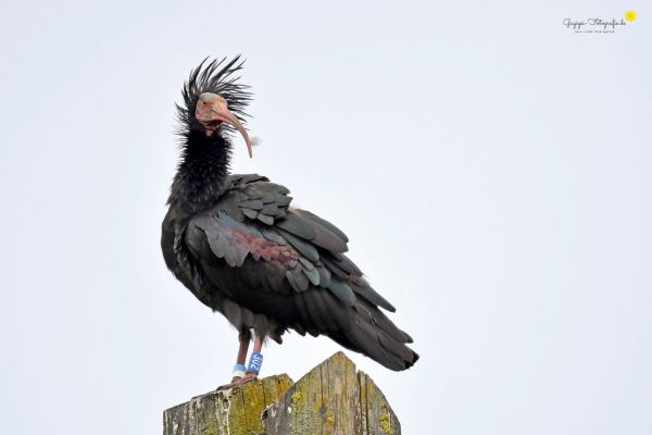 Waldrapp (Geronticus eremita)